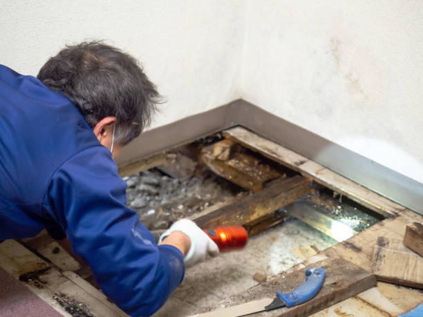 Best Certified Mold Removal  in Alamae, NC