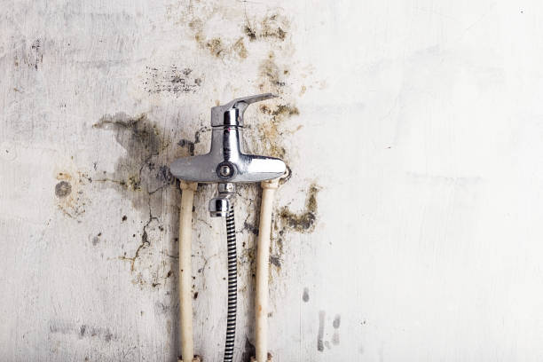 Best Mold Testing  in Alamae, NC