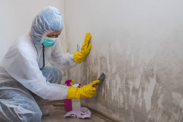 Office Mold Removal Services in Alamance, NC