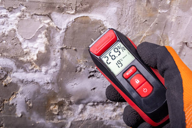 Best Best Mold Removal Companies  in Alamae, NC