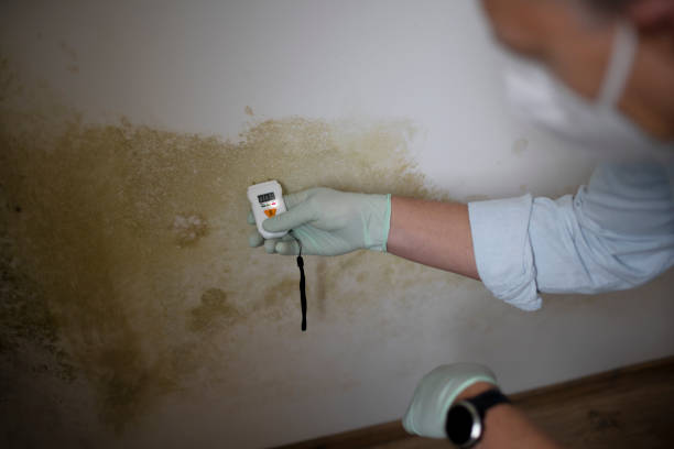 Best Mold Remediation  in Alamae, NC