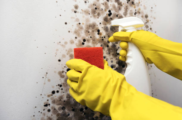 Best Mold Removal Process  in Alamae, NC