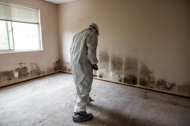 Best Mold Damage Repair  in Alamae, NC
