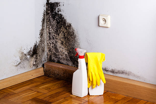 Best Mold Cleaning Services  in Alamae, NC