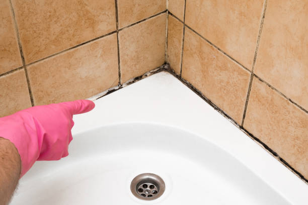 Best Office Mold Removal Services  in Alamae, NC